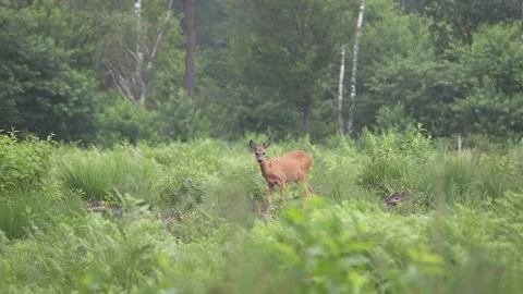 A fawn runs away into the forest, 4K Stock Footage 221240152