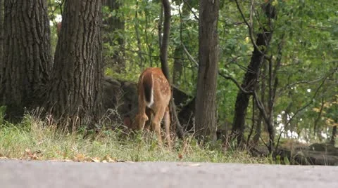 Fawn Scratches Nose Stock Footage 11960211