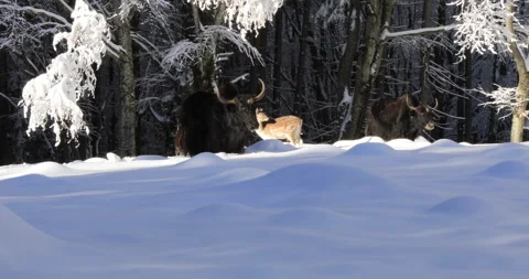 Fawn on the  snow Stock Footage 168239390