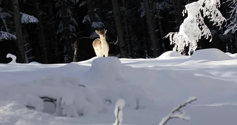 Fawn on the snow Stock Footage 168243355