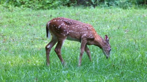 Fawn with spots eating green grass Stock Footage 249447610