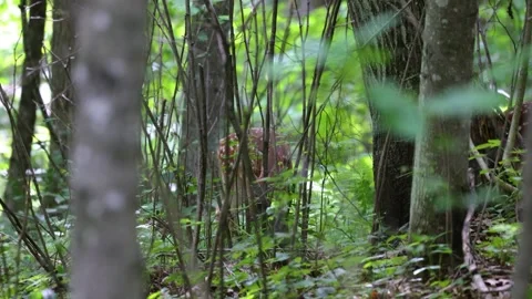 Fawn with spots feeding on sapling leaves Stock Footage 246156622