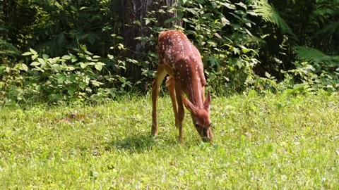 Fawn with spots on the forest edge in a meadow Stock Footage 249442627