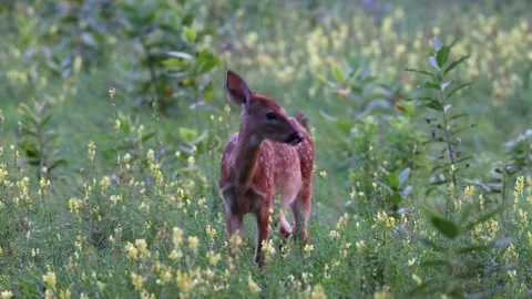 Fawn with spots in a forest meadow Stock Footage 249448543