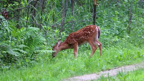 Fawn with spots next to a fence Stock Footage 249450175