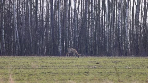 A fawn in a spring field, 4K slomo Stock Footage 171859227