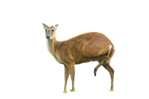 A fawn standing in the rain. Stock Photos
