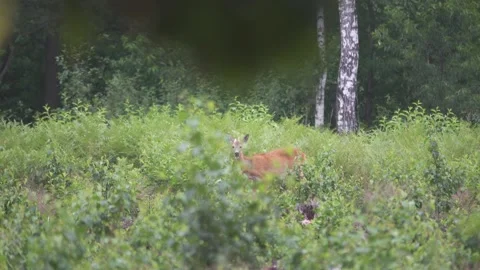 A fawn stands in the bushes, 4K Video stock 221240146