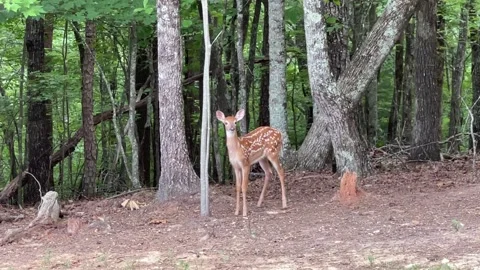 Fawn Stretching Neck Stock Footage 201436342