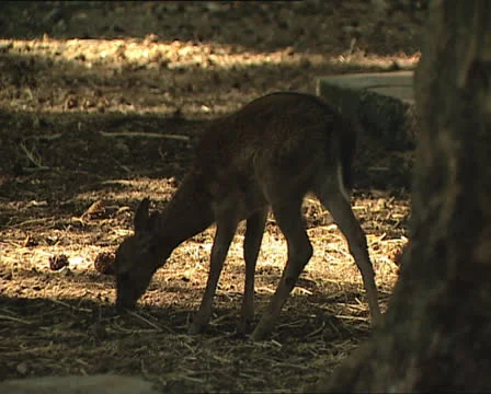 FAWN in the Umbrian Forest 動画素材 24087100