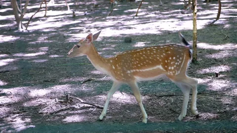 Fawn Walking in the Forest Stock Footage 293215572