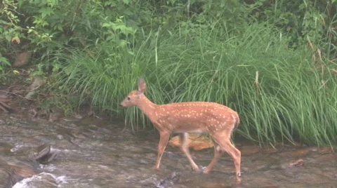 Fawn Walking In Steam Stock Footage 507060