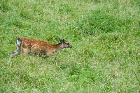 Fawn walking through meadow Stock Photos