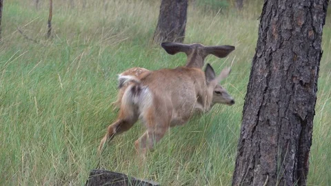 A fawn walks  by a doe who does a double front kick to make it clear her space Stock Footage 111736763