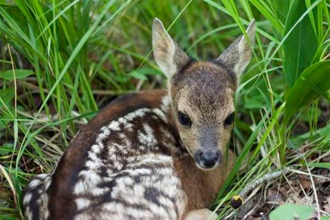 Fawn in the wild Stock Photos