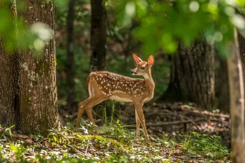 Fawn in the woods by itself Stock Photos