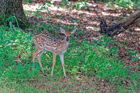 A fawn in the woods Stock Photos