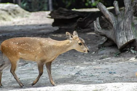 Fawn on zoo Stock Photos