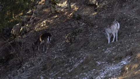 Fawns eating Stock Footage 76621105