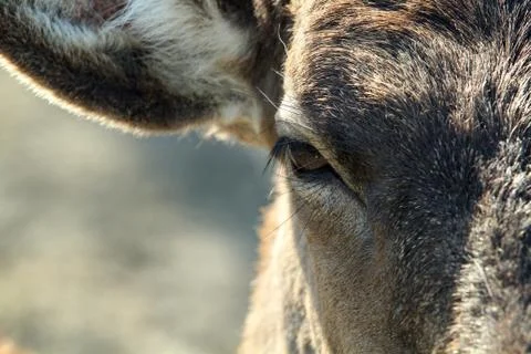 Fawn's eye Foto stock