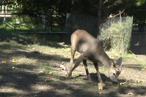 Fawns  動画素材 361255