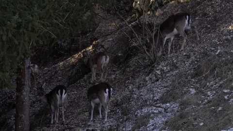 Fawns Stock Footage 76622135