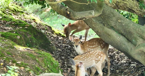 Fawns in a forest. Vídeos de archivo 238610523