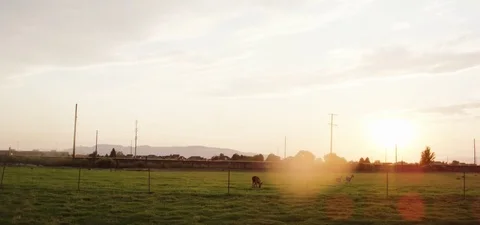 Fawns grazing in the field 動画素材 76274468