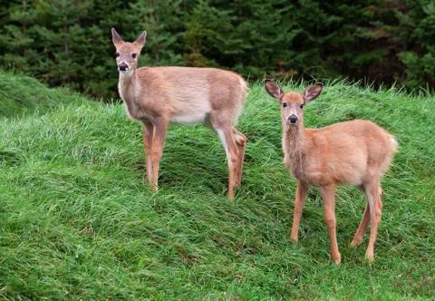 Fawns looking at the camera Stock Photos