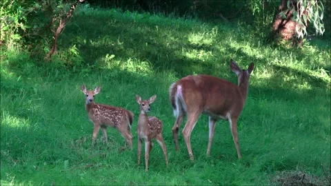 Fawns Nursing Stock Footage 314125398