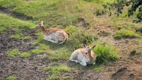 Fawns in the park Stock Footage 136159184