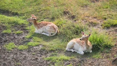Fawns in the park Video stock 136159344