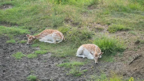 Fawns in the park Stock Footage 136159709
