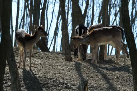 Fawns Foto stock