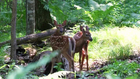 Fawns with spots in the forest Stock Footage 249441078