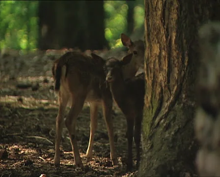 FAWNS in the Umbrian Forest Video stock 24087060