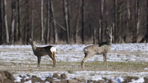 Fawns in a winter scenery look, closeup, 4K slomo Stock Footage 172429682