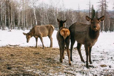 Fawns, young red brown deer and mother in winter Stock Photos
