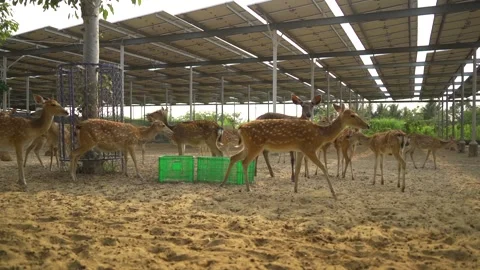 Fawns in ZOO Video stock 243409528
