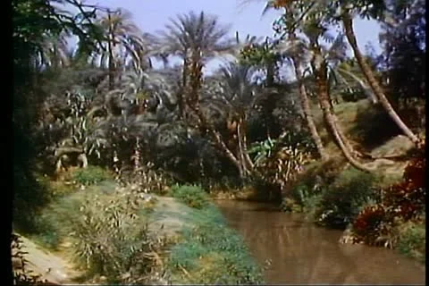 FAYOUM OASIS, EGYPT, 1977, Irrigation canals, palms, wide shot Stock Footage 10738750