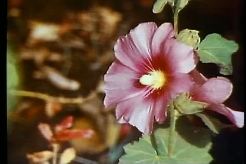 FAYOUM OASIS, EGYPT, 1977, Pink hibiscus, close up, shot in Egypt Stock Footage 10738821