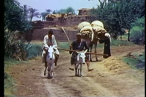 FAYOUM OASIS, EGYPT, 1977, Two donkeys with riders on road, one camel Stock-Footage 10738545