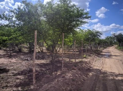 Fazenda 库存照片