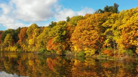 FBrightly colored fall trees reflected in pond Stock Footage 101030157