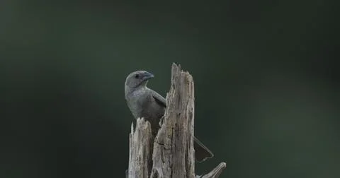 FBrownHeadedCowbird Stock Photos