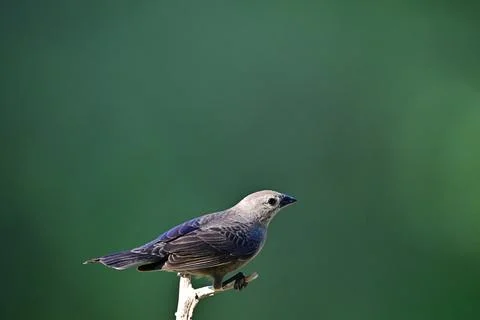 FBrownHeadedCowbird Stock Photos