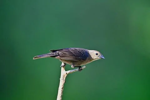 FBrownHeadedCowbird2 Stock Photos