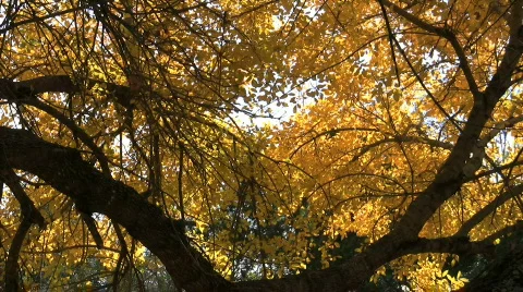 FC01HD Video stock 290492