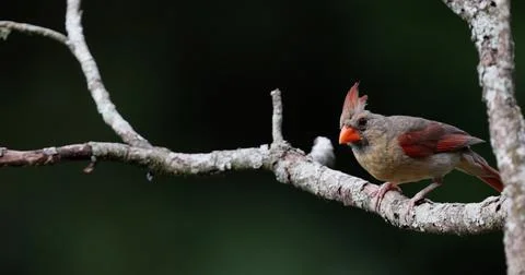 FCardinal Stock Photos