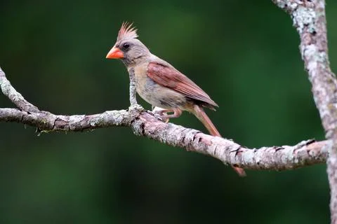FCardinal Stock Photos